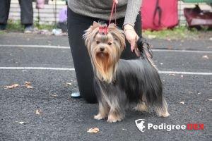 JUSTIN BIEBER STRIBRNE PRAN