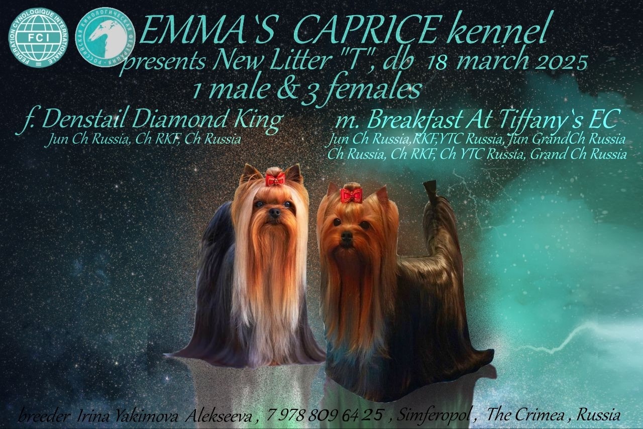 TRUE BEAUTY EMMA`S CAPRICE — Labaza DogPedigree YorkshireTerrier