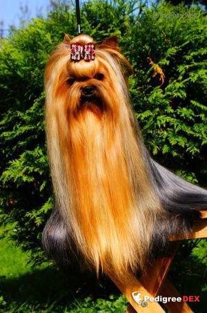 HELLS BELLS STRIBRNE PRANI