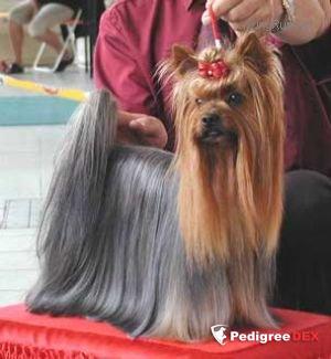 BASTIEN LIMELIGHT JORETA