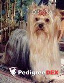 OBSESSION DE MAJODIAN