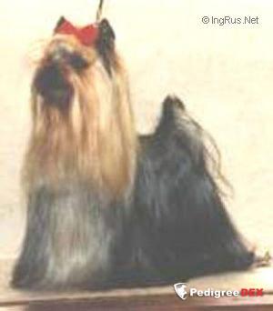 ILLUSION MASTER DE MAJODIAN — Labaza DogPedigree YorkshireTerrier