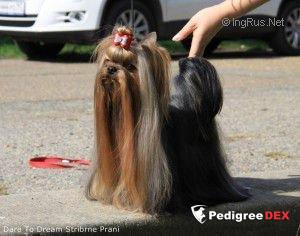  DARE TO DREAM STRIBRNE PRANI — Labaza DogPedigree YorkshireTerrier