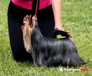 KRASS ORION MANNY PENNY