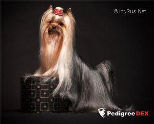 DURRER’S MAKE SOME MAGIC — Labaza DogPedigree YorkshireTerrier