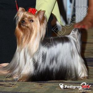  DURRER'S VICTORIOUS — Labaza DogPedigree YorkshireTerrier
