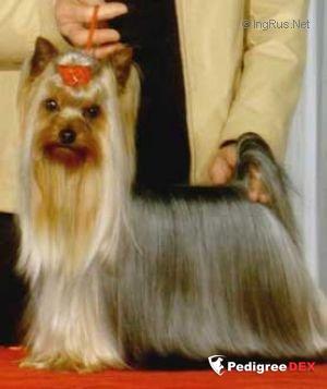 DURRER`S SUMMER REVOLUTION