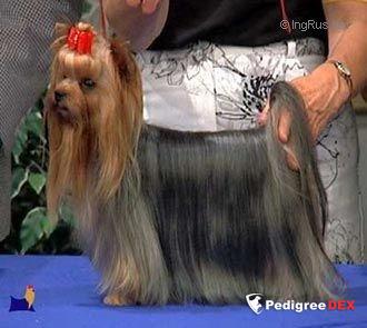 DURRER'S CELEBRITY — Labaza DogPedigree YorkshireTerrier