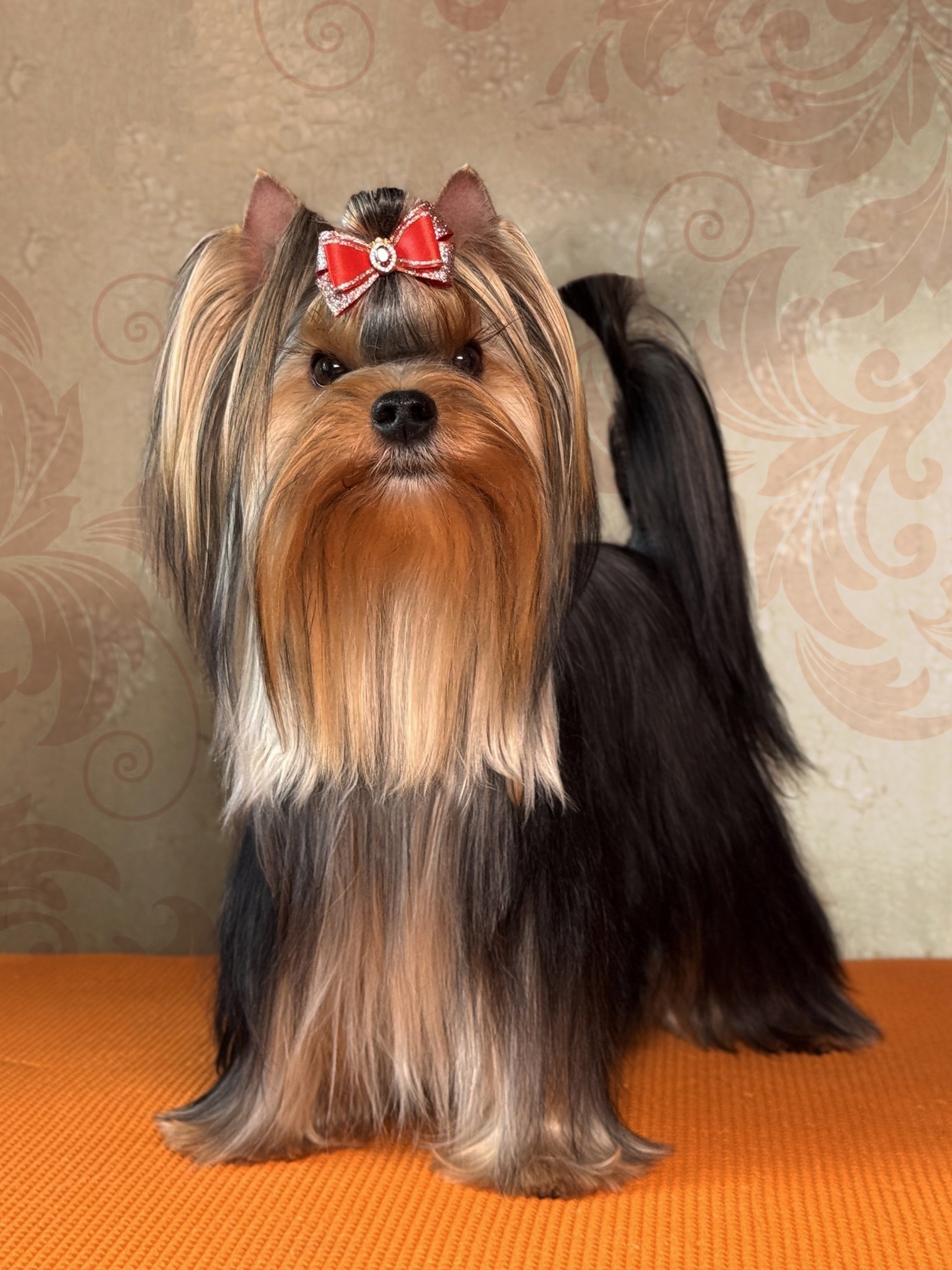 MAGNUS FORTUNA FORD MUSTANG — Labaza DogPedigree YorkshireTerrier