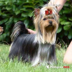  DURRER'S NO COINCIDENCE — Labaza DogPedigree YorkshireTerrier