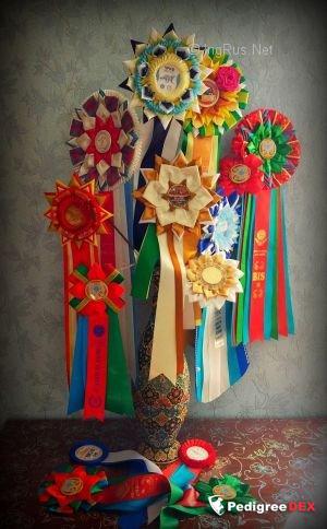  KELLY BLUE ROSE EMMA'S CAPRICE — Labaza DogPedigree YorkshireTerrier