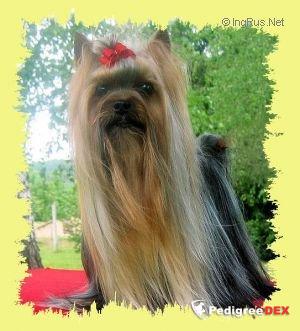 VERDI DE LA PAM'POMMERAIE