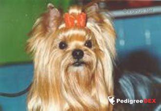  CRALER'S ROB ROY — Labaza DogPedigree YorkshireTerrier