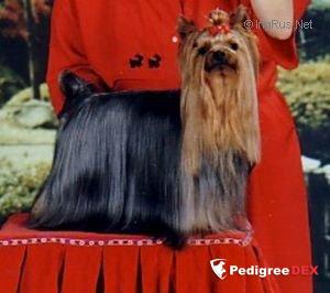 GET UP DE LA PAM'POMMERAIE