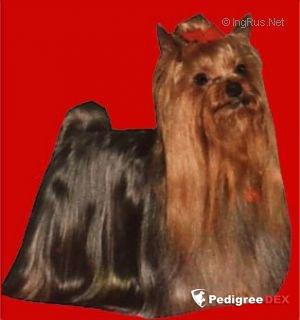  AQUARELLE DE LA PAM'POMMERAIE — Labaza DogPedigree YorkshireTerrier