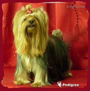 UXYANE DU PUY DORE — Labaza DogPedigree YorkshireTerrier