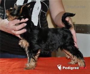  FELICHITA BLUE DELIGHT — Labaza DogPedigree YorkshireTerrier