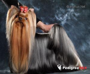 KENDLAIT TATTOOAGE — Labaza DogPedigree YorkshireTerrier
