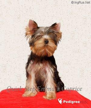  QUICK STEP EMMA`S CAPRICE — Labaza DogPedigree YorkshireTerrier
