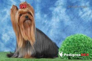  A CRAZY - LOVE DU GUE DE L'ADOUR — Labaza DogPedigree YorkshireTerrier