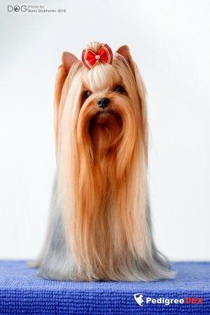  GONE WITH THE WIND BY EMMA`S CAPRICE — Labaza DogPedigree YorkshireTerrier