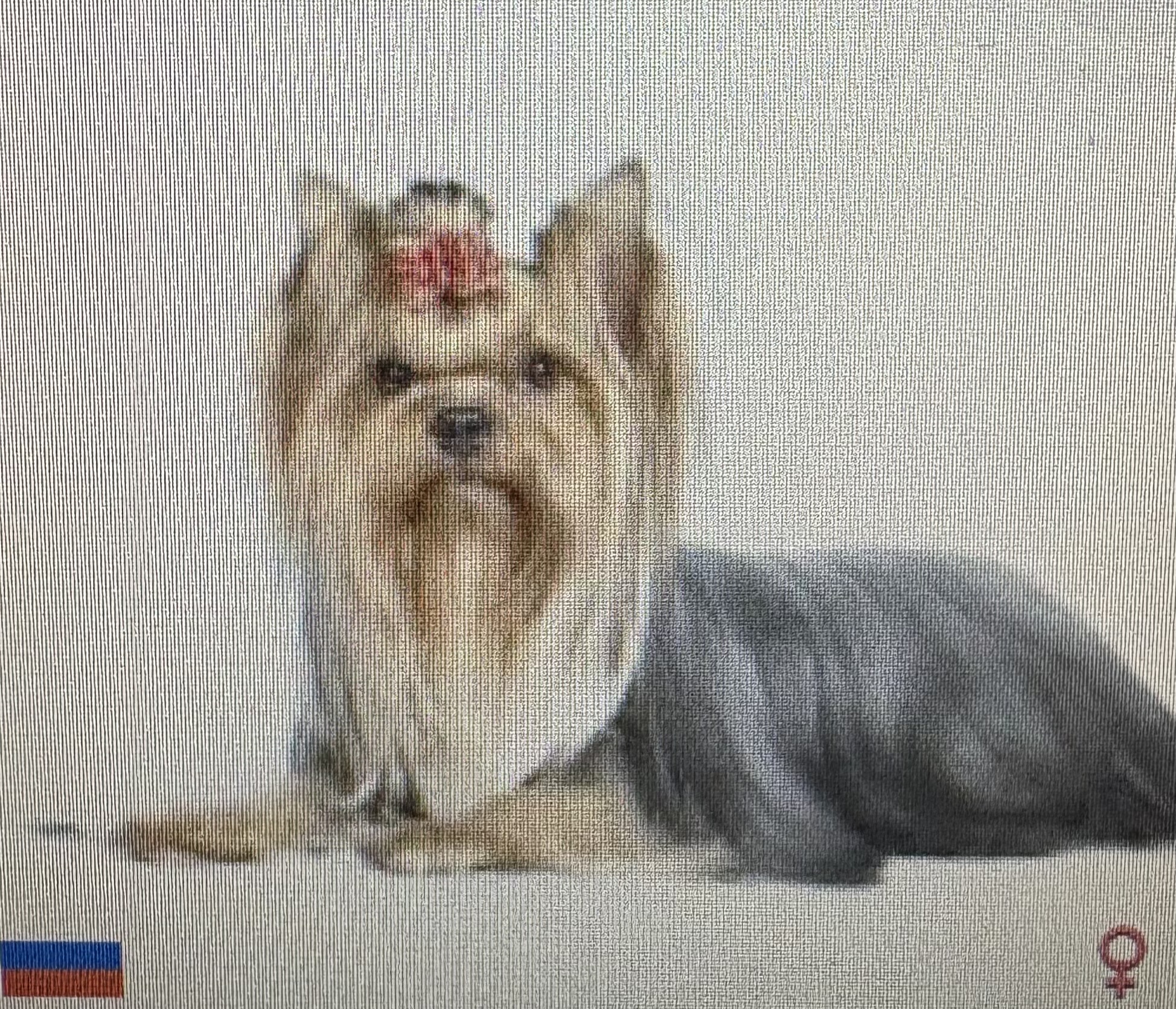 VIVIEN WONDERFUL FLOWER