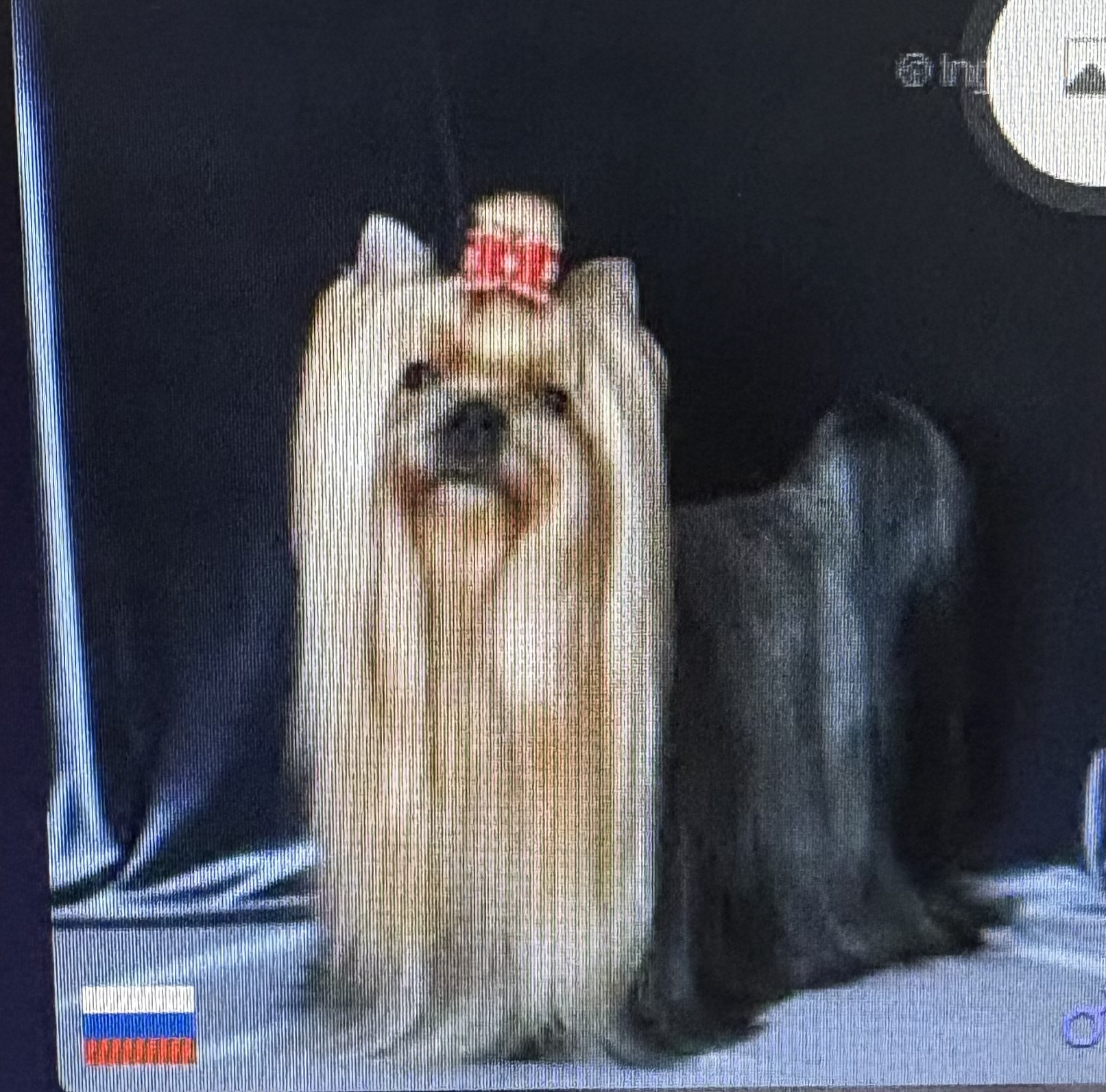 ELEGAN GARDEN DASTIN HOPEFUL — Labaza DogPedigree YorkshireTerrier