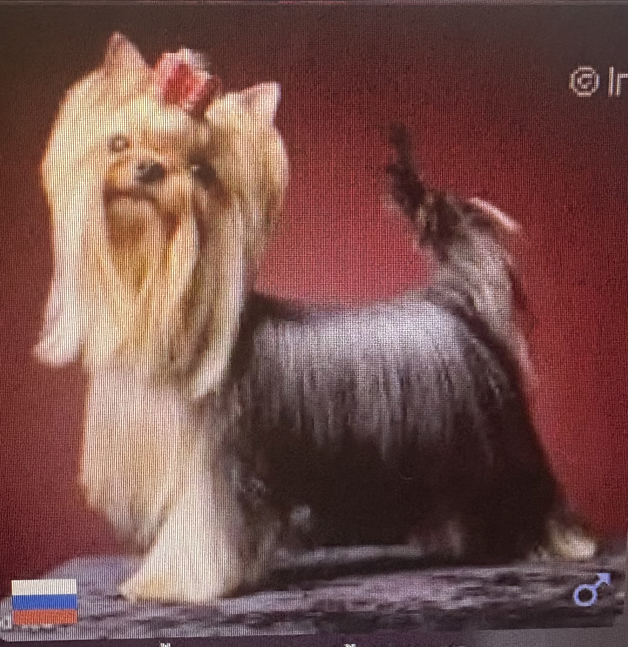 KENDLAIT FIRE AND ICE — Labaza DogPedigree YorkshireTerrier