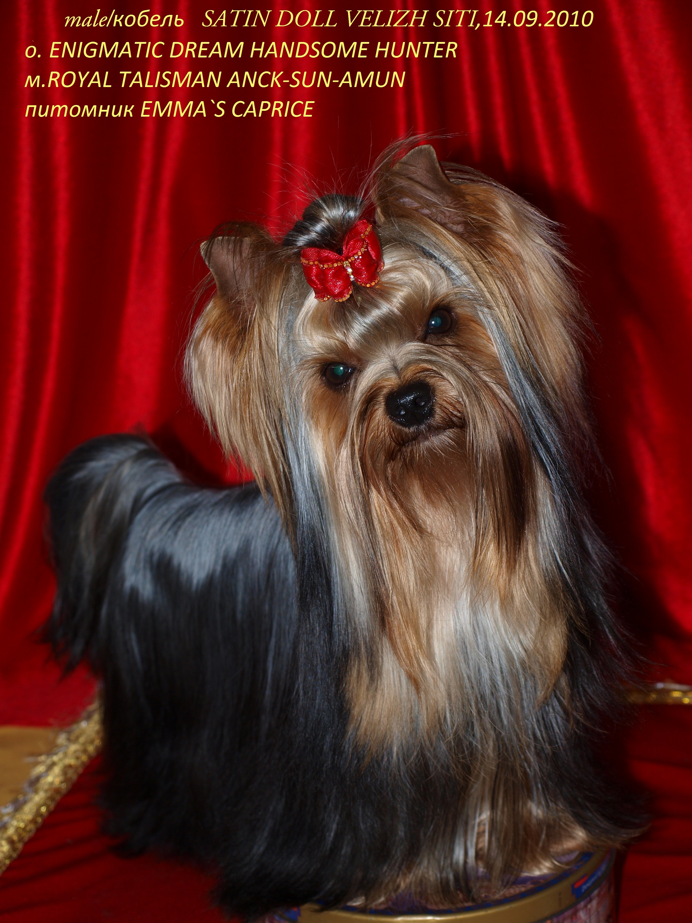  SATIN DOLL VELIZH SITI — Labaza DogPedigree YorkshireTerrier