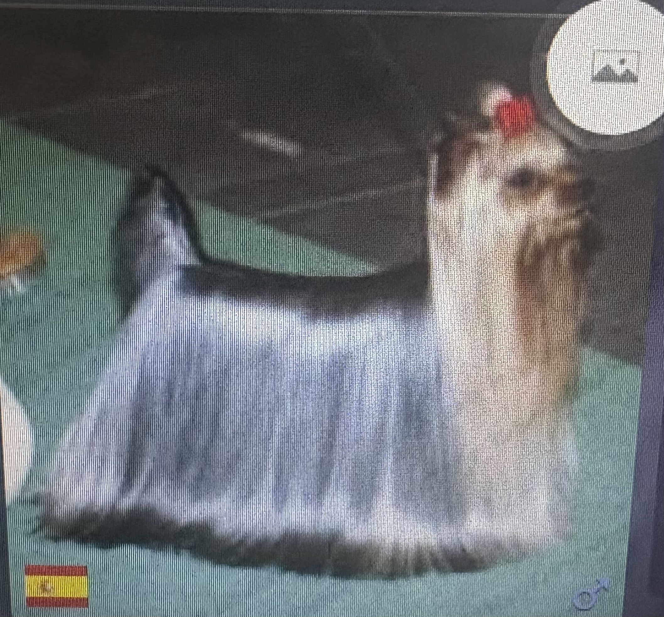 ESTUGO'S VERSACE — Labaza DogPedigree YorkshireTerrier