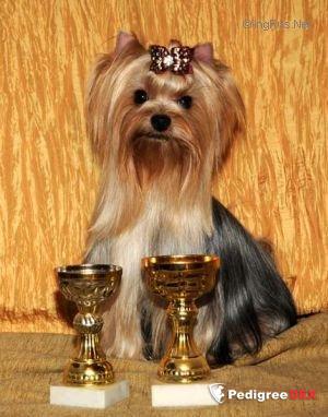 MINI SHOP MODEN STAIL — Labaza DogPedigree YorkshireTerrier