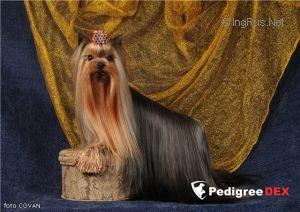  DRIM DI DALS JERMON DE BISTUALL — Labaza DogPedigree YorkshireTerrier