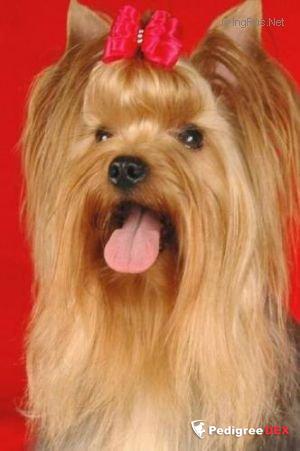 NAOMI FELLOU TREISY-VICTORIA