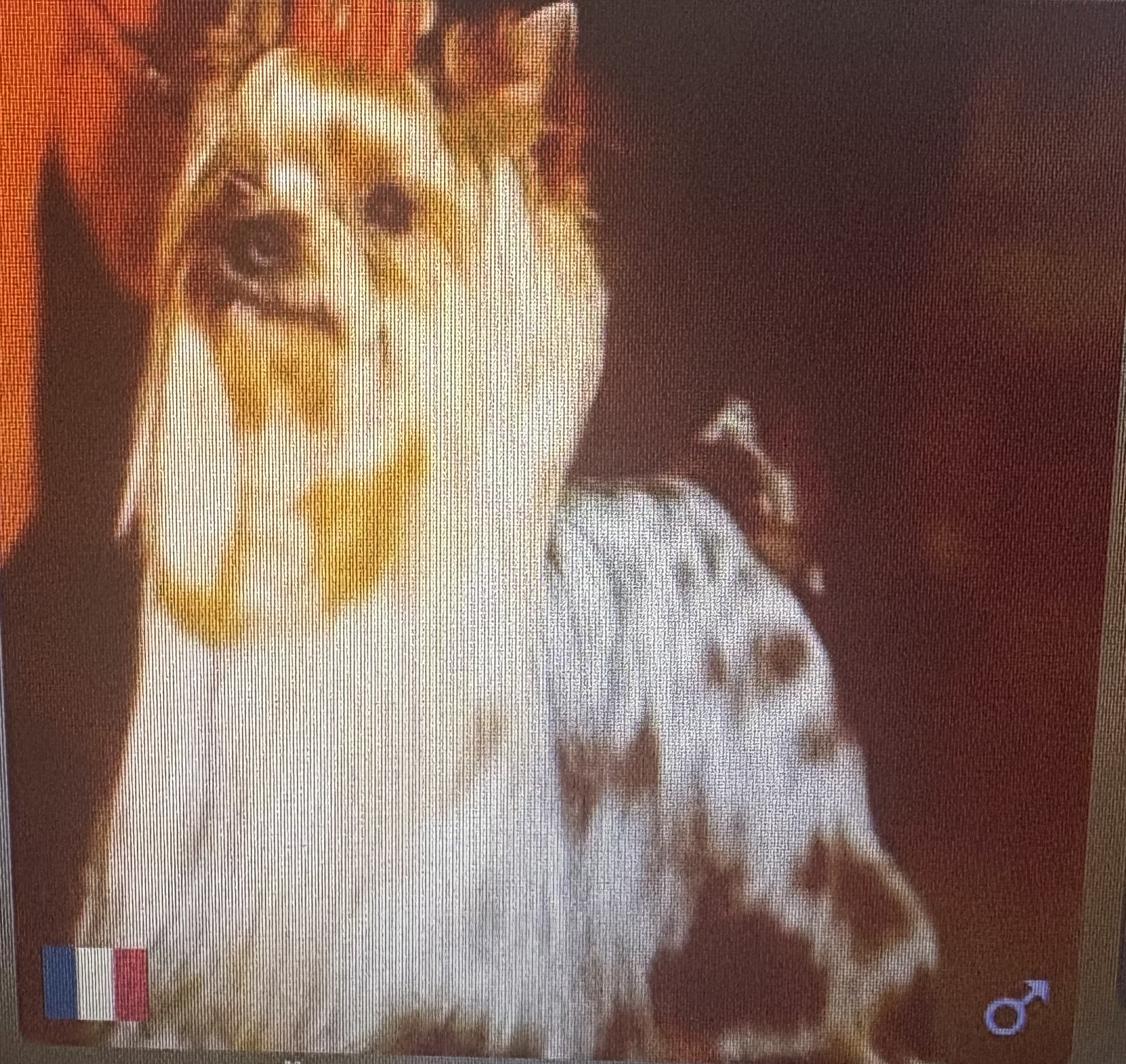  MOUNTIE DE PENGHIBUR — Labaza DogPedigree YorkshireTerrier