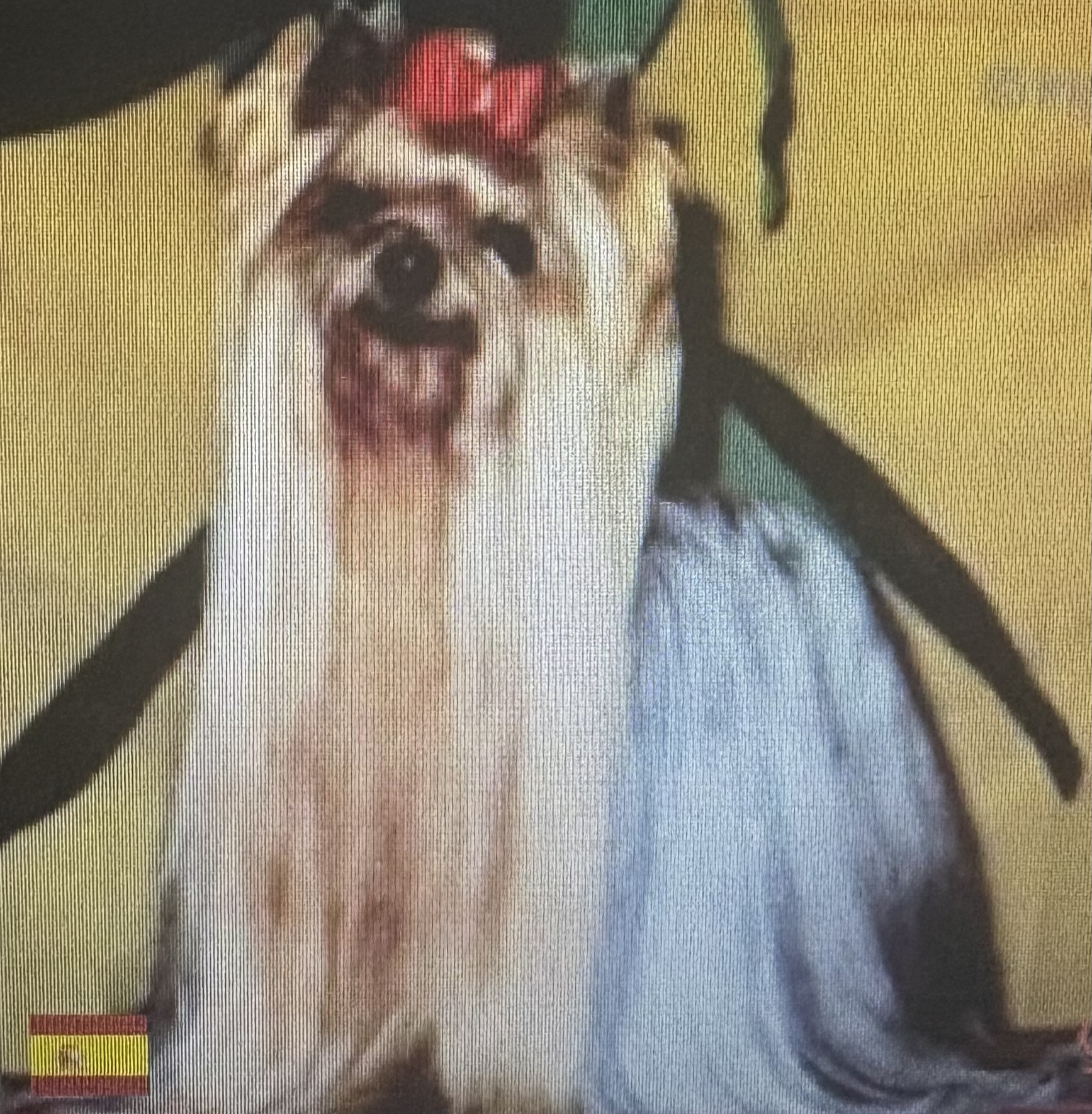  FERRANIAS PURPLE RAIN — Labaza DogPedigree YorkshireTerrier