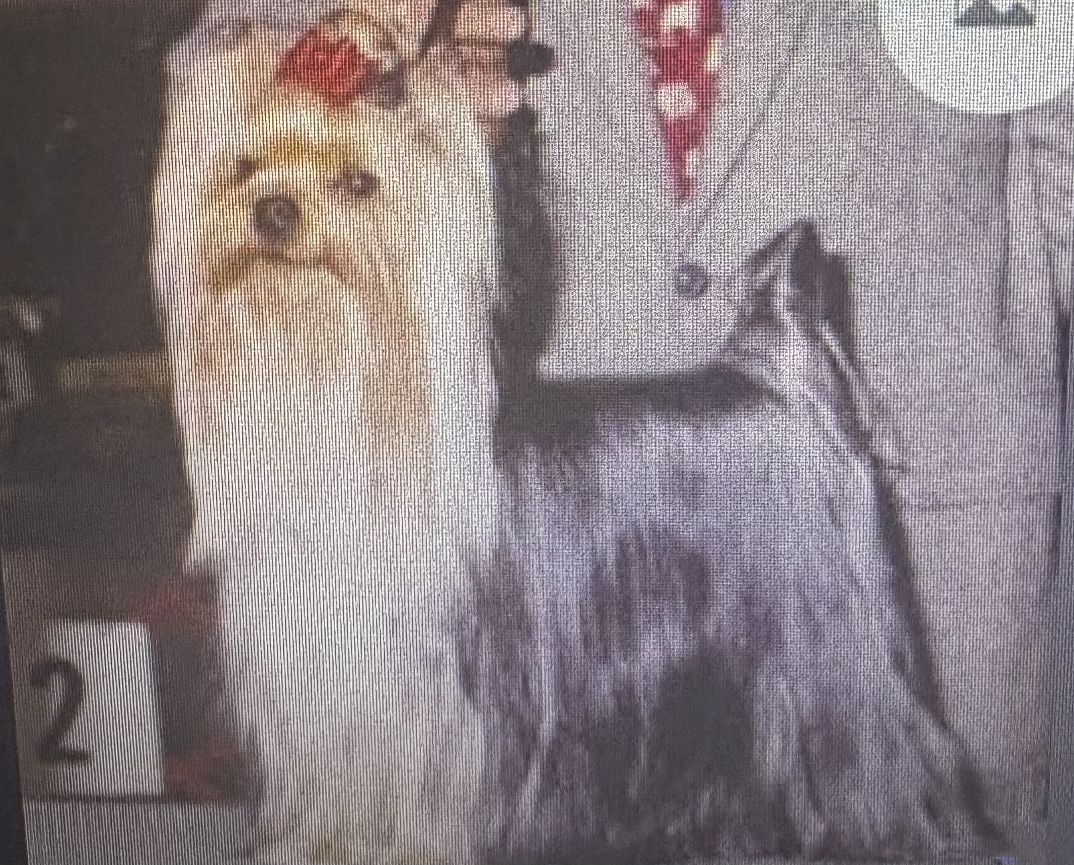  ESTUGO'S PRETENDER — Labaza DogPedigree YorkshireTerrier