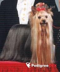 OZMILION MYSTIFICATION