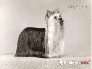 OZMILION ILLUMINATION — Labaza DogPedigree YorkshireTerrier