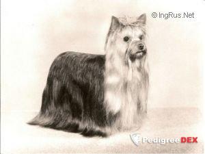 OZMILION STARTED WITH A KISS — Labaza DogPedigree YorkshireTerrier