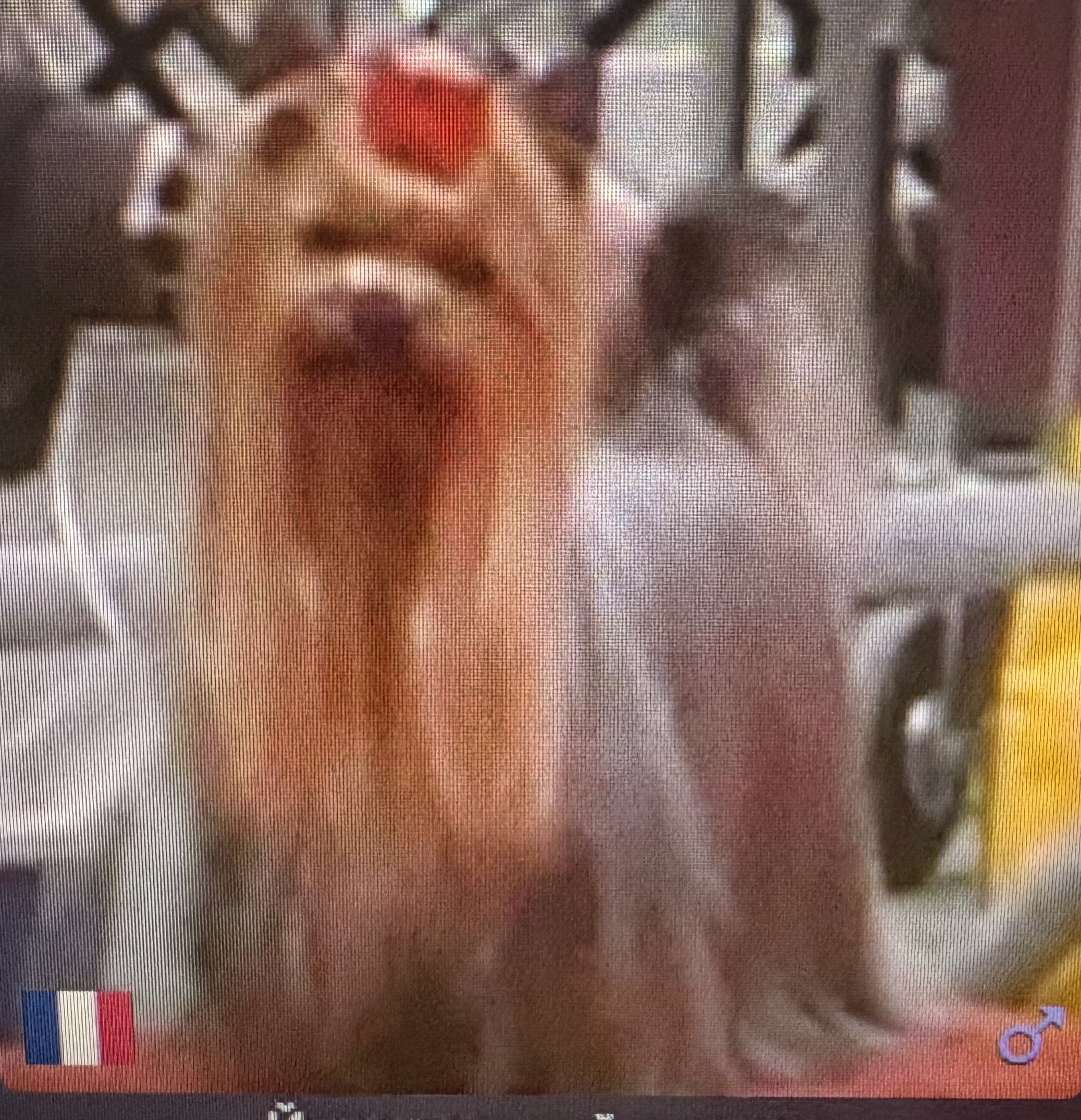 DUMONT VYC DE PENGHIBUR