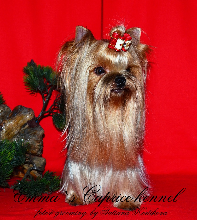  GORGEOUS GRACE BY EMMA'S CAPRICE — Labaza DogPedigree YorkshireTerrier