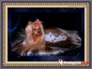 MINI SHOP CEZARIA EVORA — Labaza DogPedigree YorkshireTerrier