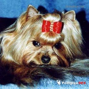 SKAZKA STRANSTVIY SOLOMEA