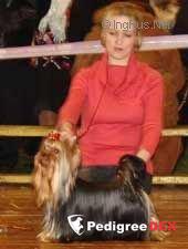  CAMPARIS REVOLUTION ROC — Labaza DogPedigree YorkshireTerrier