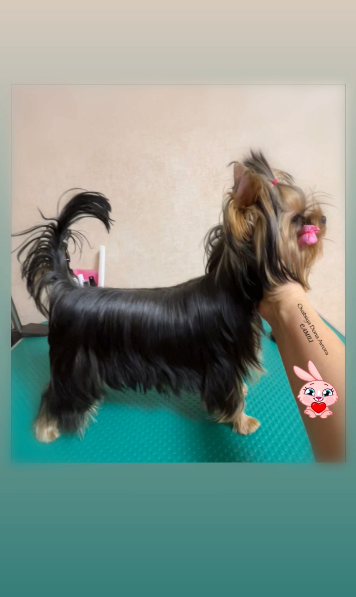  OVATSIYA DONA AVRORA CAMILI — Labaza DogPedigree YorkshireTerrier