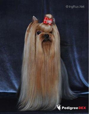RUS AIZLEN BON KURAZH — Labaza DogPedigree YorkshireTerrier