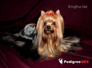 ZLATOVLASAYA MISS POLINA — Labaza DogPedigree YorkshireTerrier