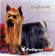 DALESVIEW TWO FOR A BUCK — Labaza DogPedigree YorkshireTerrier
