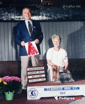 STILTON'S GIFT OF STARDUST — Labaza DogPedigree YorkshireTerrier