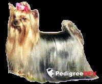 VASSAR SQUARE MR. SKIFFINGTON — Labaza DogPedigree YorkshireTerrier